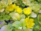 Preview: Lysimachia nummularia area. goldgelbes Pfennigkraut